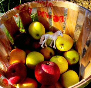Apple Picking